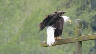 040724 Bald Eagle Tukwila Wa 7953160 [upl. by Waers]