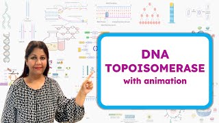 Type 1 and Type 2 DNA Topoisomerase  How Topoisomerase works  Molecular Biology🧬 [upl. by Yeznil]