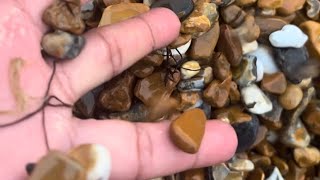 ASMR Natural PEBBLES Sound asmrsounds ASMR [upl. by Ardisi]