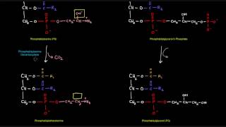 Glycerophospholipid Synthesis Part 3 of 4  Prokaryotes [upl. by Aztilem]