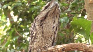 Tawny Frogmouth Camouflage Technique [upl. by Malo]