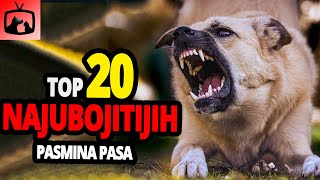 🐕 Najubojitiji Psi  TOP 20 Najubojitijih Pasmina Pasa Na Svijetu [upl. by Sulohcin384]