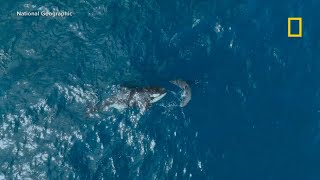 Rare footage captures lone orca killing great white shark [upl. by Refanej]