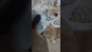 cat catlover video [upl. by Ainsley418]