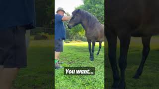 Training Our Icelandic Horse  🇮🇸 🐴 iceland horses [upl. by Gnni]