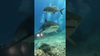 Tiger Shark Encounter  Fuvahmulah  Maldives [upl. by Mendoza]