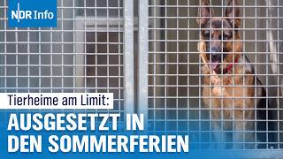 Ferien und Sommerzeit Tierheime am Limit und kein Ende in Sicht  NDR Info [upl. by Seuqirdor]