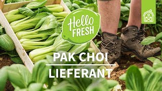 Unser Pak Choi Lieferant  Pak Choi Anbau  HelloFresh Lieferanten [upl. by Arikal]