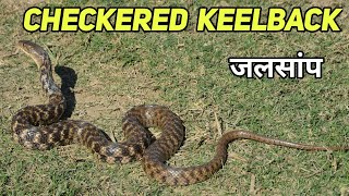 Checkered keelback snake 6 Facts  जलसांप Neerkoli snake [upl. by Ainecey]