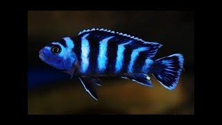 Demasoni and Blue lab Cichlids Part 1 [upl. by Llevol]