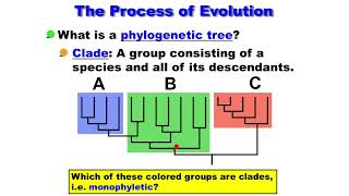 Macroevolution  Phylogenetic Tree  Clade  Monophyletic  Paraphyletic  Polyphyletic [upl. by Wulfe]