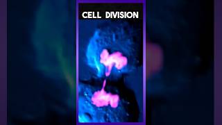 Cell Division Animation [upl. by Nitaf]