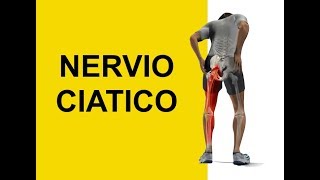 Nervio Ciatico y Dermatomas Sintomas de Entumecimiento y Hormigueo Ciatica [upl. by Shaddock]