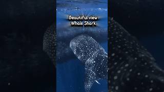 Beautiful View In The Ocean Seeing The Biggest Fish On Earth whaleshark thebiggestfish shorts [upl. by Itsuj889]