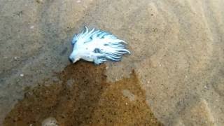 Washed out Glaucus atlanticus blue sea slug along the coast of Vishakapatnam [upl. by Polish]