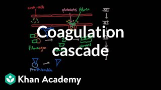 Coagulation cascade  Human anatomy and physiology  Health amp Medicine  Khan Academy [upl. by Florian]