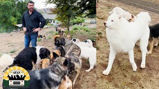 Introducing the six new rescues to the whole pack  The Asher House [upl. by Bradly]