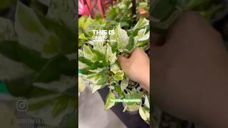 Japan Has Super Rare Pothos Houseplants Insane Rare Plants plants [upl. by Acinhoj]