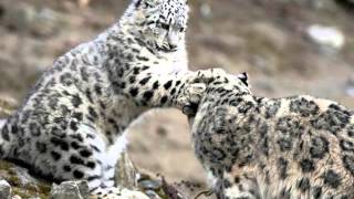 Snow Leopards  CATWALK [upl. by Assillam]