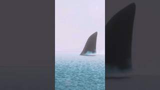 Megalodon  shorts Trending Viral Cinematic [upl. by Gurl]