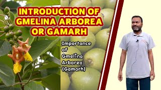 Introduction of Gmelina Arborea or Gambhari Gamarh [upl. by Odnumyer]