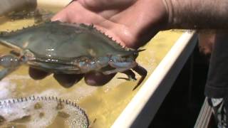 How To Shed A Soft Crab [upl. by Torin]