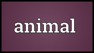 Animal Meaning [upl. by Akit344]