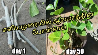 Banyan cuttings to Bonsai full video  GARDENING TAMIL [upl. by Lorne]