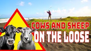 Cows sheep and…GOLF What  Ngawi Hitaround Golf Links Aotearoa New Zealand  GLOG [upl. by Adnert955]