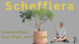 SCHEFFLERA Umbrella Plant  How to Grow Prune amp Propagate [upl. by Deloria]