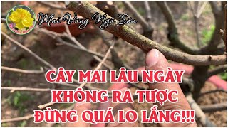 Đừng quá lo lắng nếu cây mai lâu ngày không đâm tược bình tĩnh xử lý [upl. by Aneelahs988]