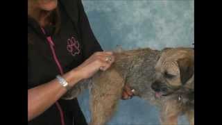 How to Groom A Border Terrier  Jodi Murphy Instructional Series [upl. by Ronnica317]