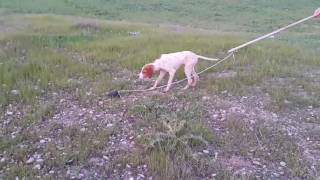 تدريب كلاب الصيد البوينتر2 Training Pointer Hunting [upl. by Angie]