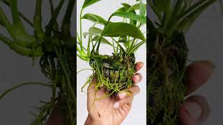 Anubias barteri narrow leafanubiasaquaticplantsaquaticplantedtanplantedaquariumfishtank [upl. by Ynnel]