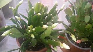 20230103 Schlumbergera January 23 [upl. by Kimon]