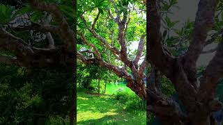 Calophyllum inophyllum shortsshortvideoyoutubeshortsviralsubscribereelsnature [upl. by Dewar279]