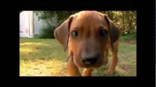 Dogs 101  Rhodesian Ridgeback [upl. by Llerrut559]