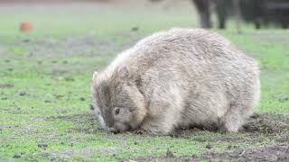 Wombat  C0603 [upl. by Magdalen]