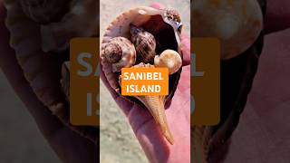 Sanibel Island 🌴 seashells sanibelisland [upl. by Noiroc]