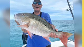 Mutton Snapper in Shallow Water Key Largo Patch Reefs [upl. by Ahsahs622]