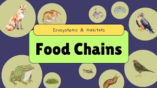 Food Chains  StepsLevel explained [upl. by Audre358]