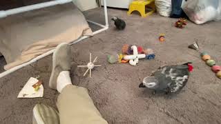 Zaz Ethel Mosley African Grey Parrots after shower chaos lol [upl. by Ober]