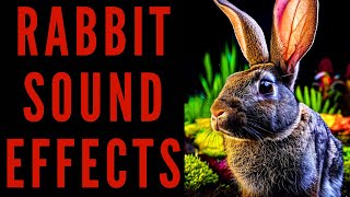 RABBIT SOUND EFFECTS  Rabbit Sound Bites [upl. by Assiluj]