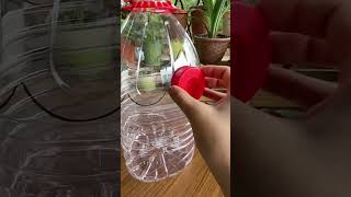 Recycle bottle plastic growing flowers put in home so beautiful garden flowers flower plants diy [upl. by Verile]