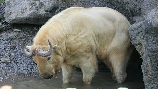 Gouden takin  Takin dor  Golden takin  Pairi Daiza [upl. by Yenruoj]