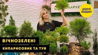 КИПАРИСОВИК ТА ТУЯ  Найпопулярніші рослини для декорування ландшафту  AgroMarketua [upl. by Rosemonde]