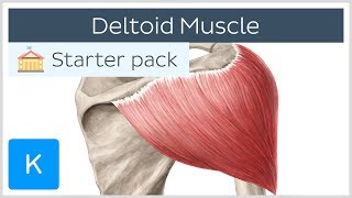 Deltoid Muscle Origin Insertion amp Action  Human Anatomy  Kenhub [upl. by Ravel]