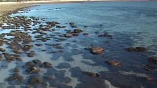 The Stromatolites of Hamelin Pools Shark Bay Western Australia [upl. by Atsirk]