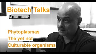 Biotech Talks Episode 13 Phytoplasmas The yet not culturable organisms by Dr Amit Yadav [upl. by Ame95]