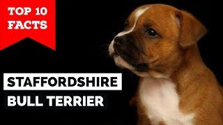 Staffordshire Bull Terrier – Top 10 Facts Staffy Terrier [upl. by Eronel]